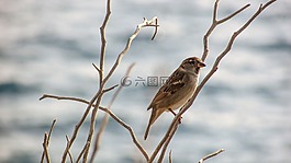 麻雀,鳥(niǎo),樹(shù)