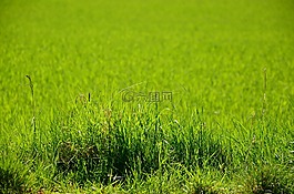 草,草地,谷物