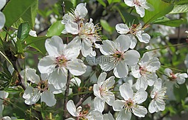 蘋果樹,蘋果花,鮮花