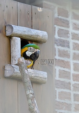 鸚鵡,ara,豐富多彩