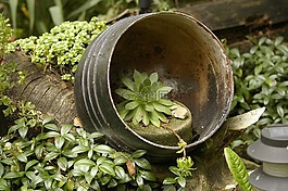 花園,植物,安排