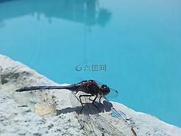 昆蟲,池,蜻蜓