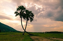 樹,棕櫚樹,椰子