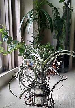 鐵,室內(nèi)植物,室內(nèi)