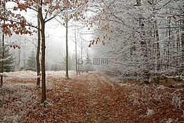 森林路径,冬天,森林