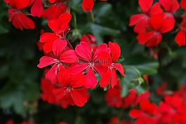 天竺葵,紅色,開花