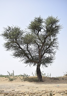 樹(shù),綠色,自然