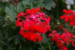 天竺葵,紅色,開花