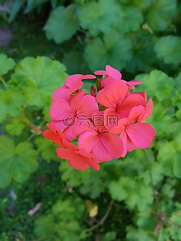 花,宏,粉紅色的花