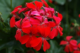 天竺葵,紅色,開花