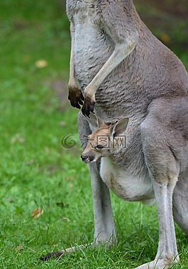 袋鼠,年輕的動(dòng)物,動(dòng)物園