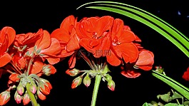天竺葵,紅色,花卉