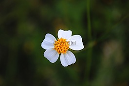 白色的花,小花,植物区系