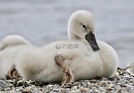 天鵝,小雞,鳥