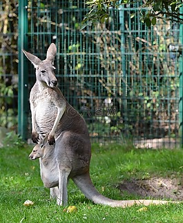 袋鼠,年輕的動(dòng)物,動(dòng)物園