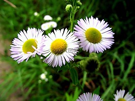 洋甘菊,草,野生花卉