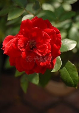 紅玫瑰,小花,植物區(qū)系