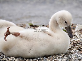 天鵝,小雞,鳥