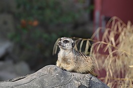 獴,動物園,可愛