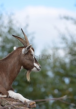 山羊,動物園,比利山羊