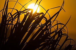 太陽,日落,草