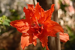 橙花,小花,植物區(qū)系