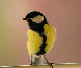 鳥,動物,鳥類