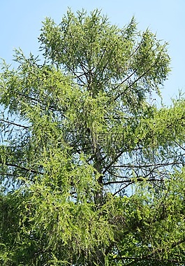 歐洲落葉松,樹,針葉樹