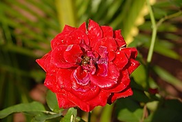 紅玫瑰,小花,植物區(qū)系