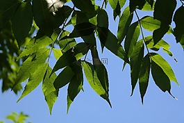 葉子,綠色,樹