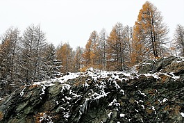 森林,落葉松,巖