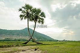 樹,棕櫚樹,蔬菜