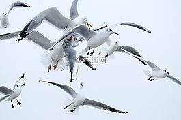 鳥,海鷗,翅膀