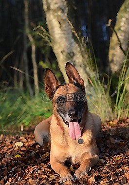 秋季,瑪利諾犬,比利時(shí)牧羊犬