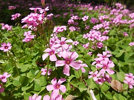 花,向陽,美麗