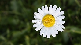 花卉,黛西,黃色