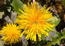 蒲公英,黃色,花