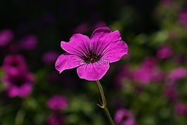 克內(nèi)斯比爾,開花,粉紅色