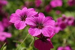 克內(nèi)斯比爾,開花,粉紅色