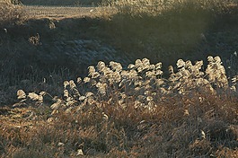 银草,里德,韩国农村