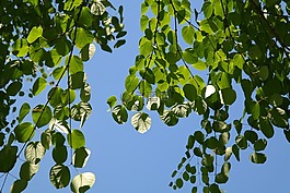 葉子,綠色,日本 kuchenbaum