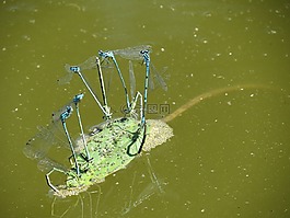 蜻蜓,夏季,水