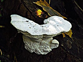 蘑菇,集线器,这种寄生虫
