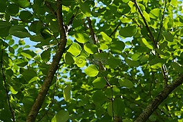 葉子,綠色,日本 kuchenbaum
