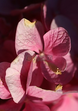 繡球,鮮花,花瓣