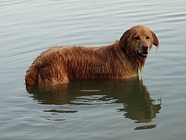 狗,湖,游泳