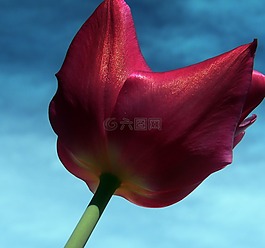 花,野花,郁金香