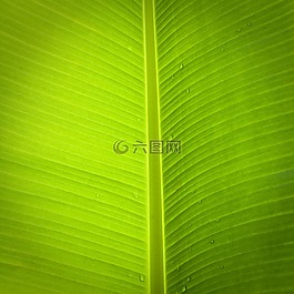 葉,香蕉樹,綠色