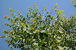 葉子,綠色,日本 kuchenbaum