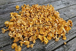 chanterelles,蘑菇,收集